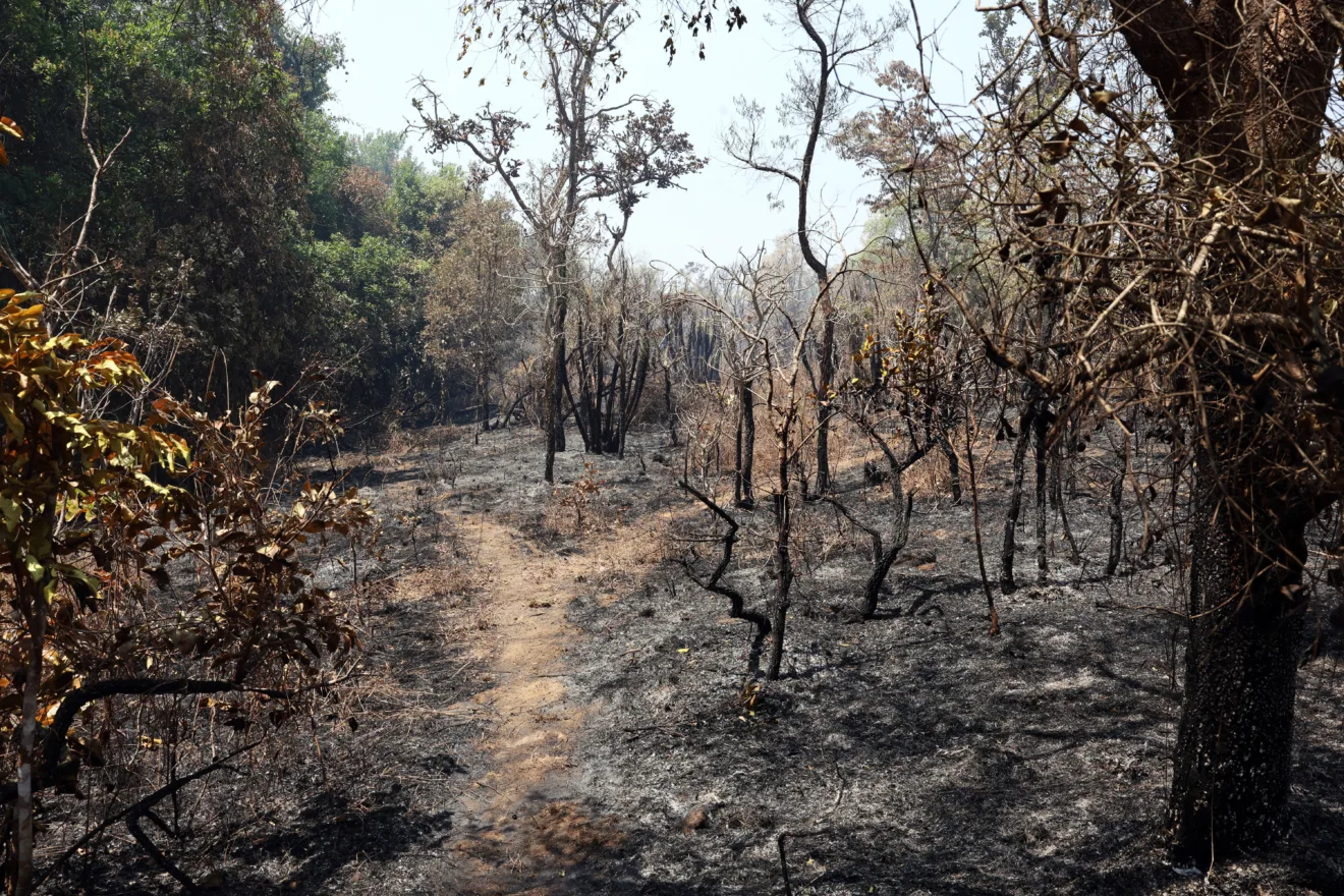 Foto de área florestal queimada.