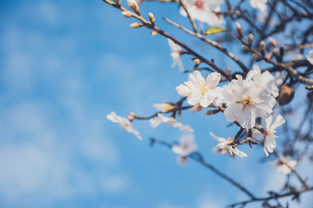 Foto de flores brancas em primeiro plano com céu azul ao fundo.