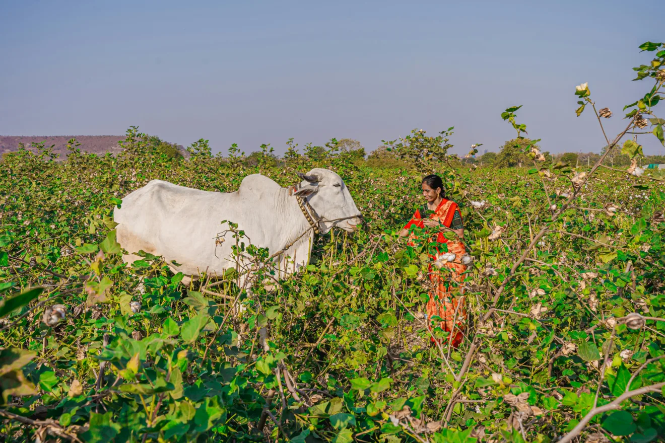 Foto de mulher com sari em frente a uma vaca branca em meio a plantas.