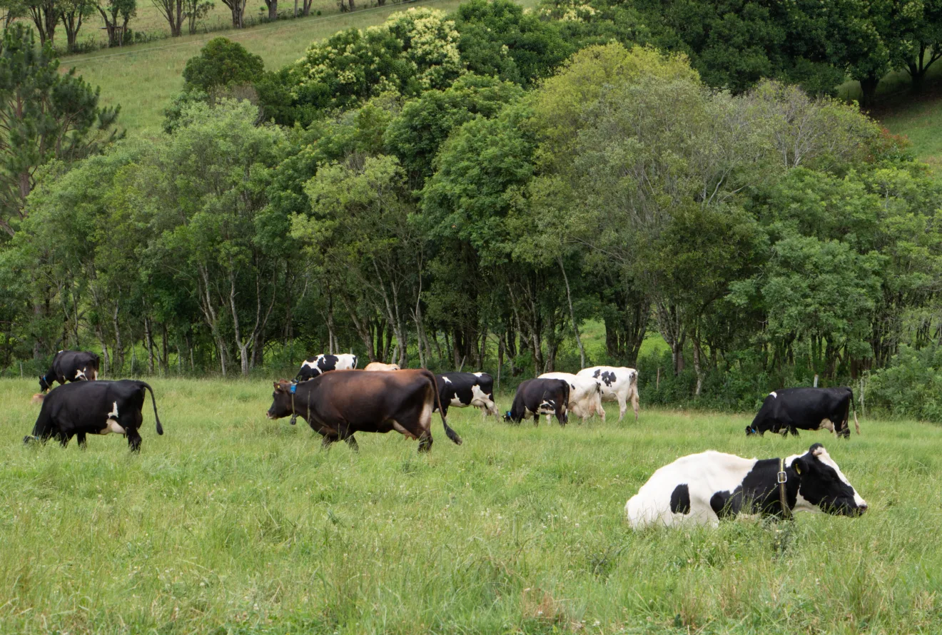 Vacas de leite no campo