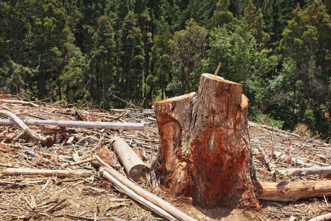 Tocos de árvores cercados por vegetação em uma floresta sob a luz do sol.