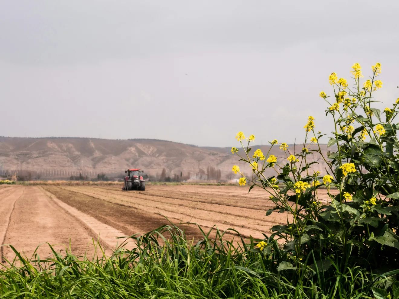 A foto mostra uma planta em primeiro plano e um trator em lavoura ao fundo.