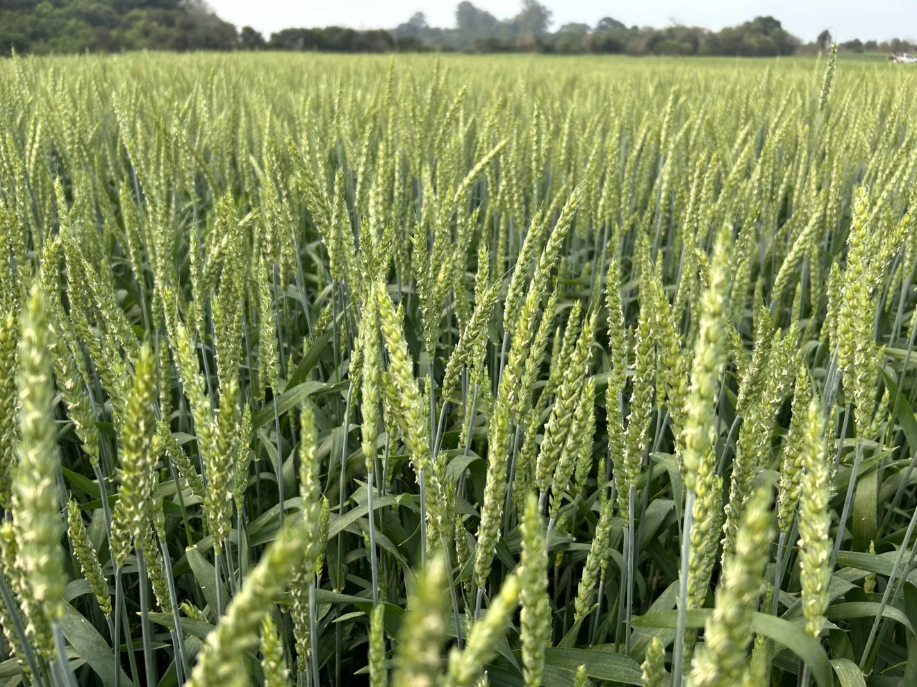 Foto de lavoura de trigo com espigas ainda verdes.