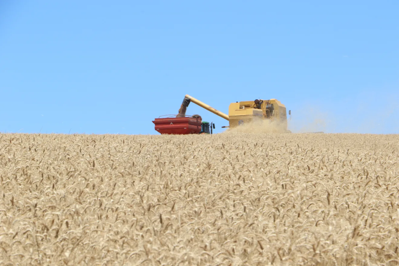 Foto de colheitadeira em lavoura de trigo despejando grãos em carreta graneleira.