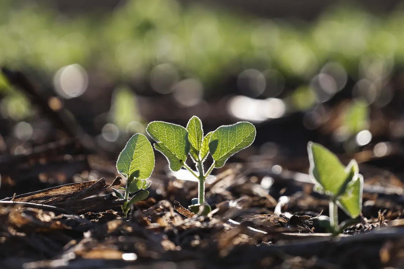 Foto de planta pequena de soja em lavoura.