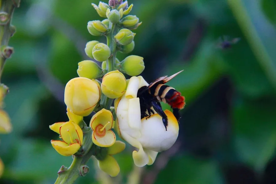 Foto de abelha polonizando flor.