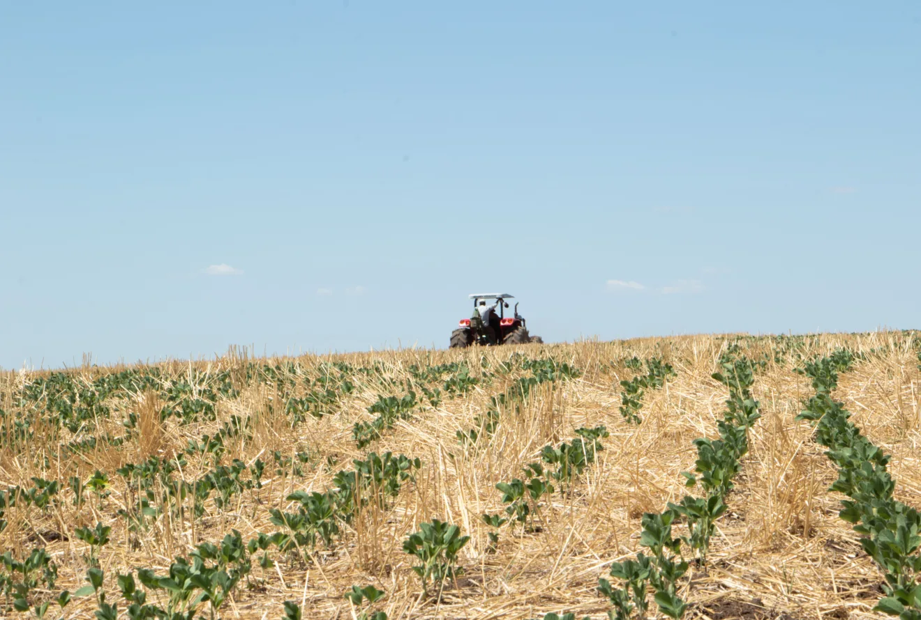 Foto de máquina agrícola em lavoura de soja com palhada.