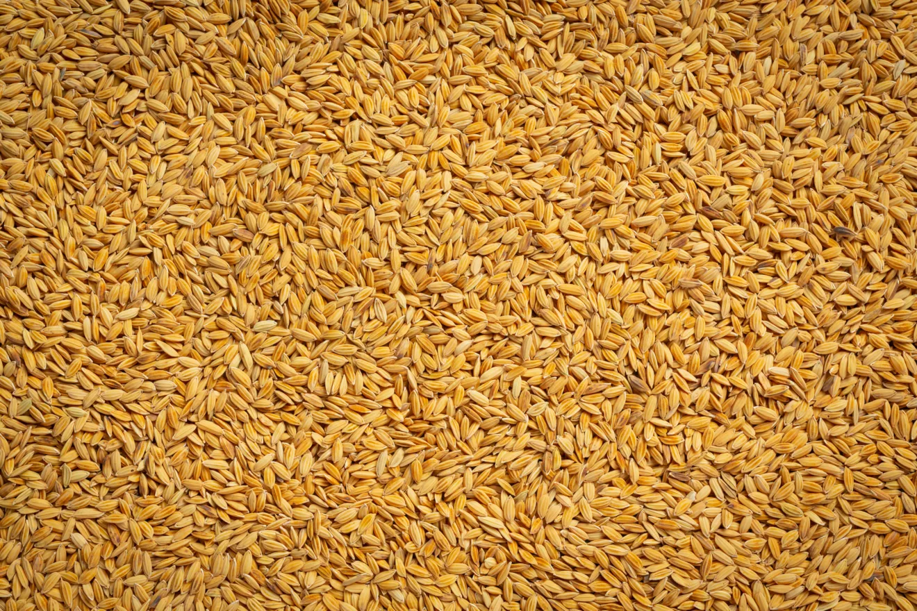 Foto de grãos de arroz em casca.