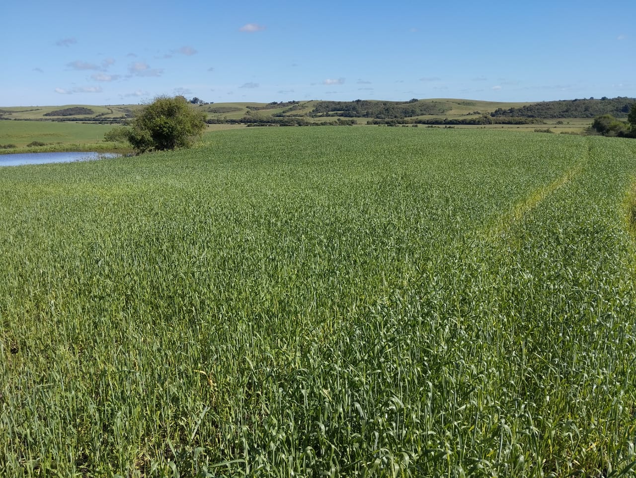 Foto de lavoura de trigo ainda verde.