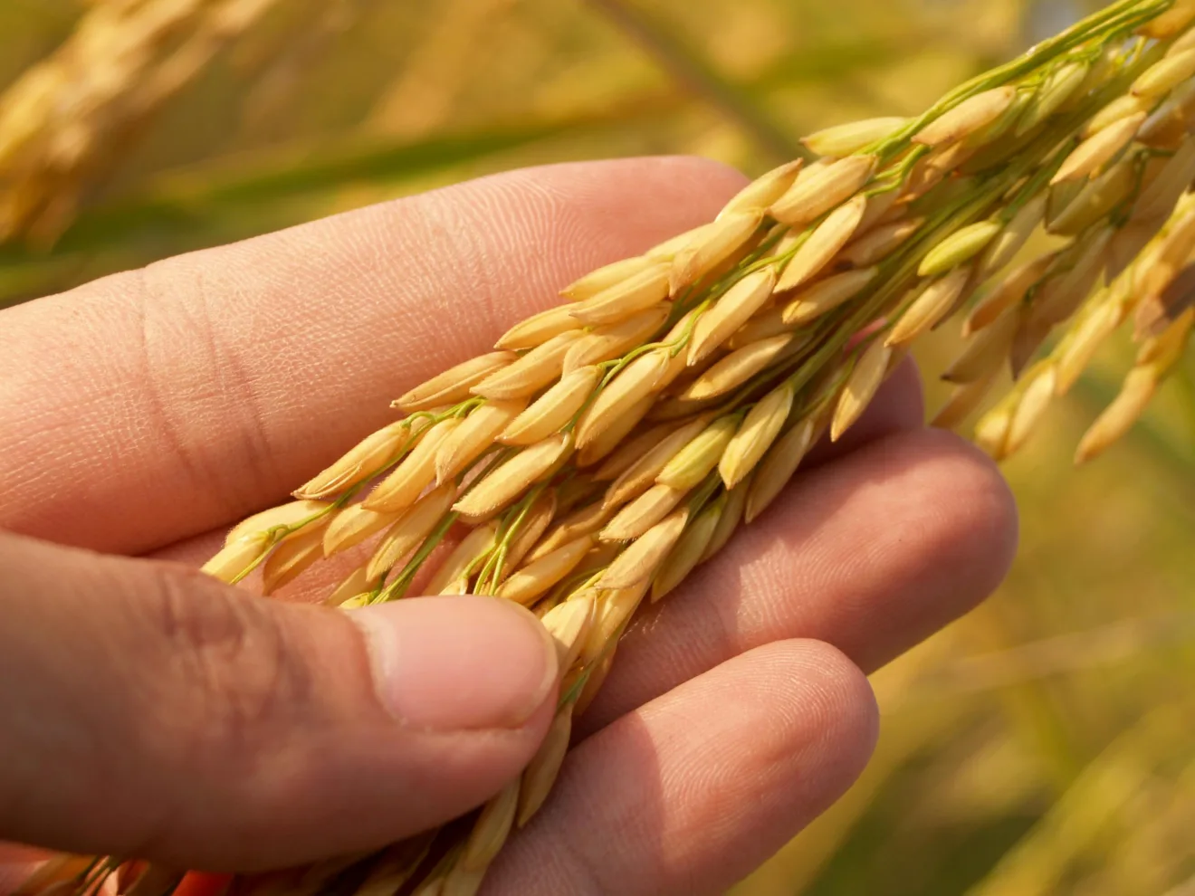 Foto de mão segurando espiga de arroz.