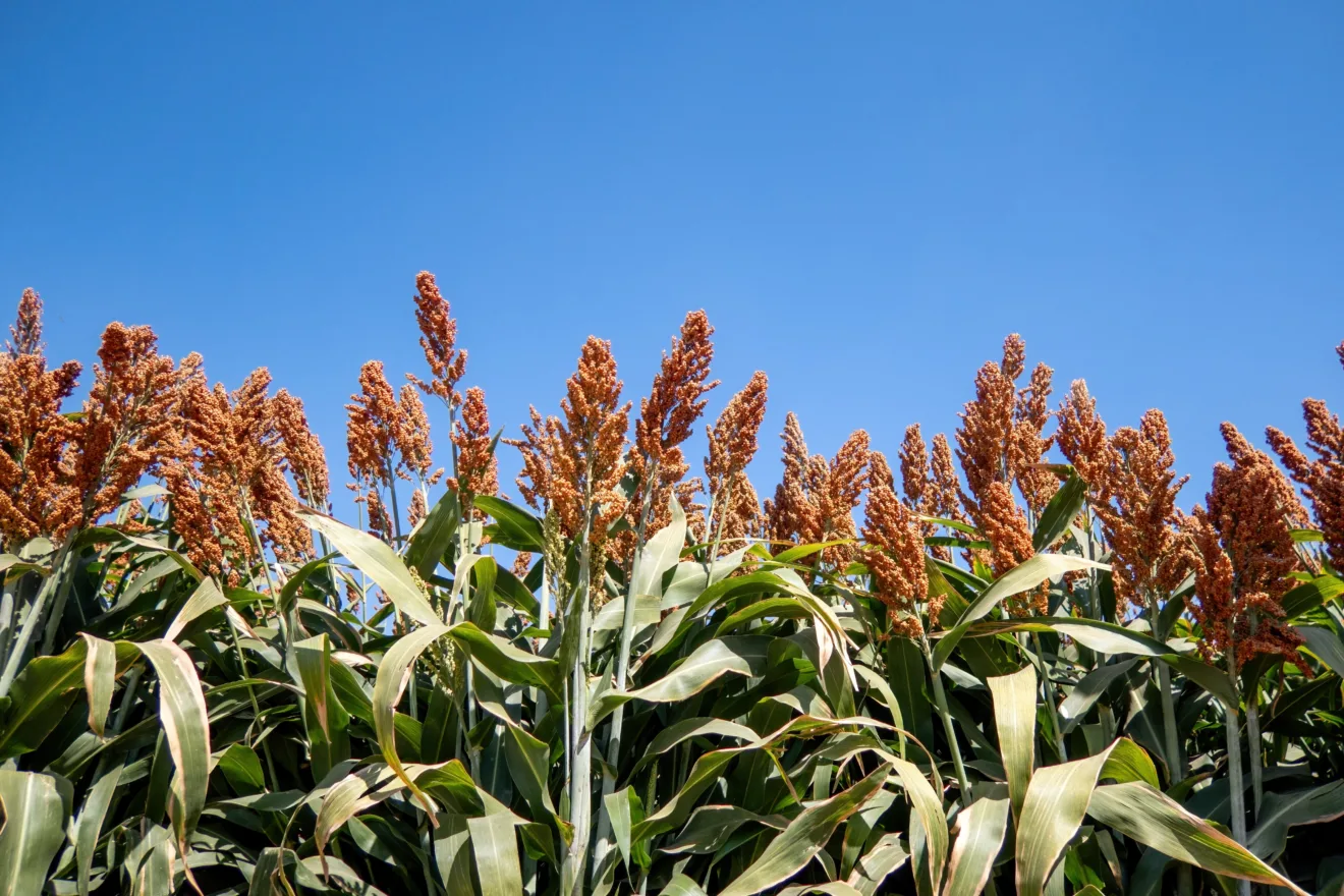 Foto de lavoura de sorgo.