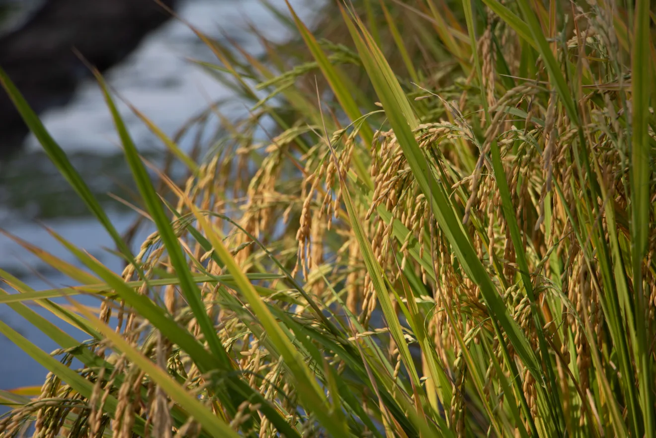 Foto de espigas de arroz em lavoura.