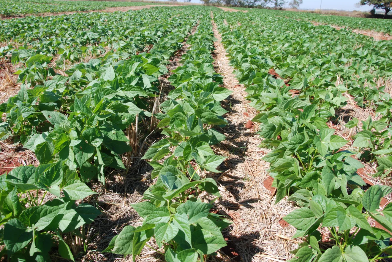 Foto de lavoura de feijão.