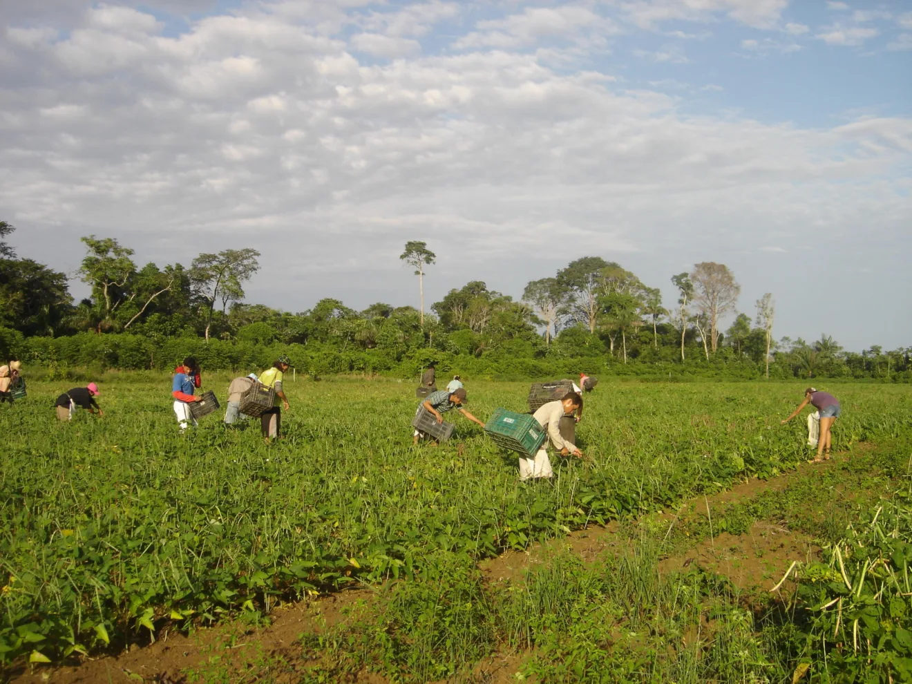 Foto de pessoas realizando a colheita manual de feijão-caupi.