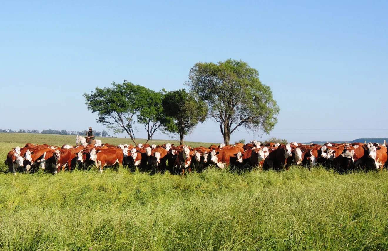 Foto de bovinos em pastagens.