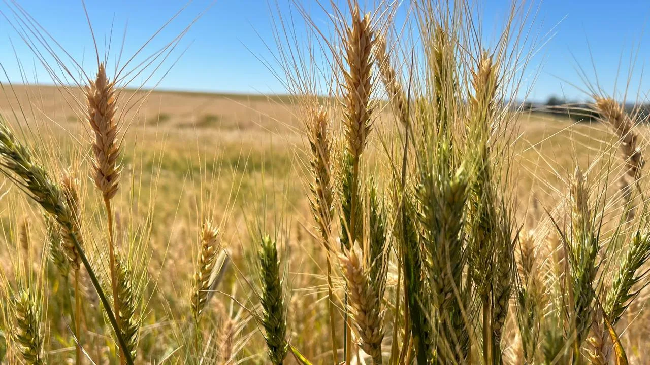 Foto de espigas de trigo em lavoura.