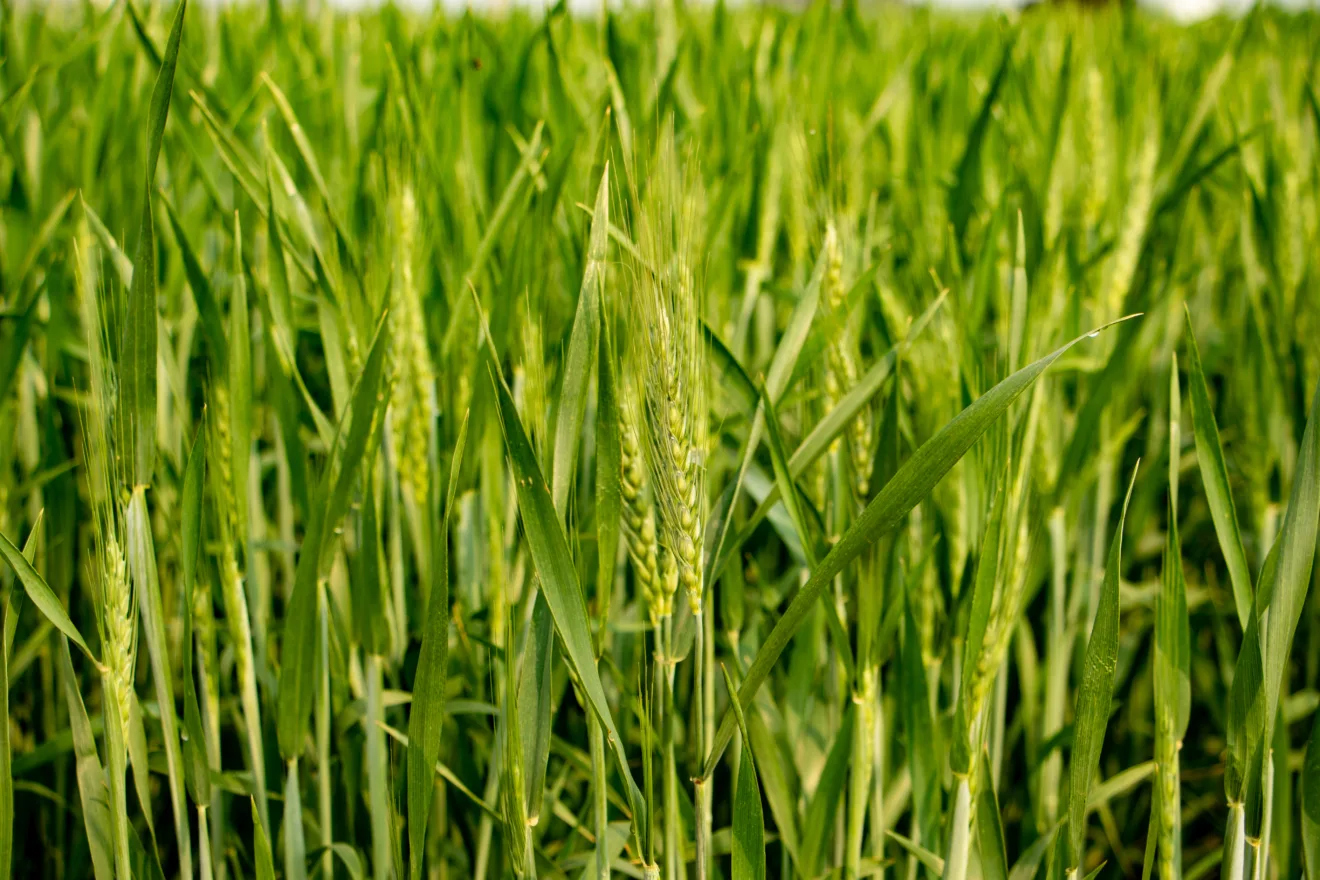 Foto de lavoura de trigo em espigamento.