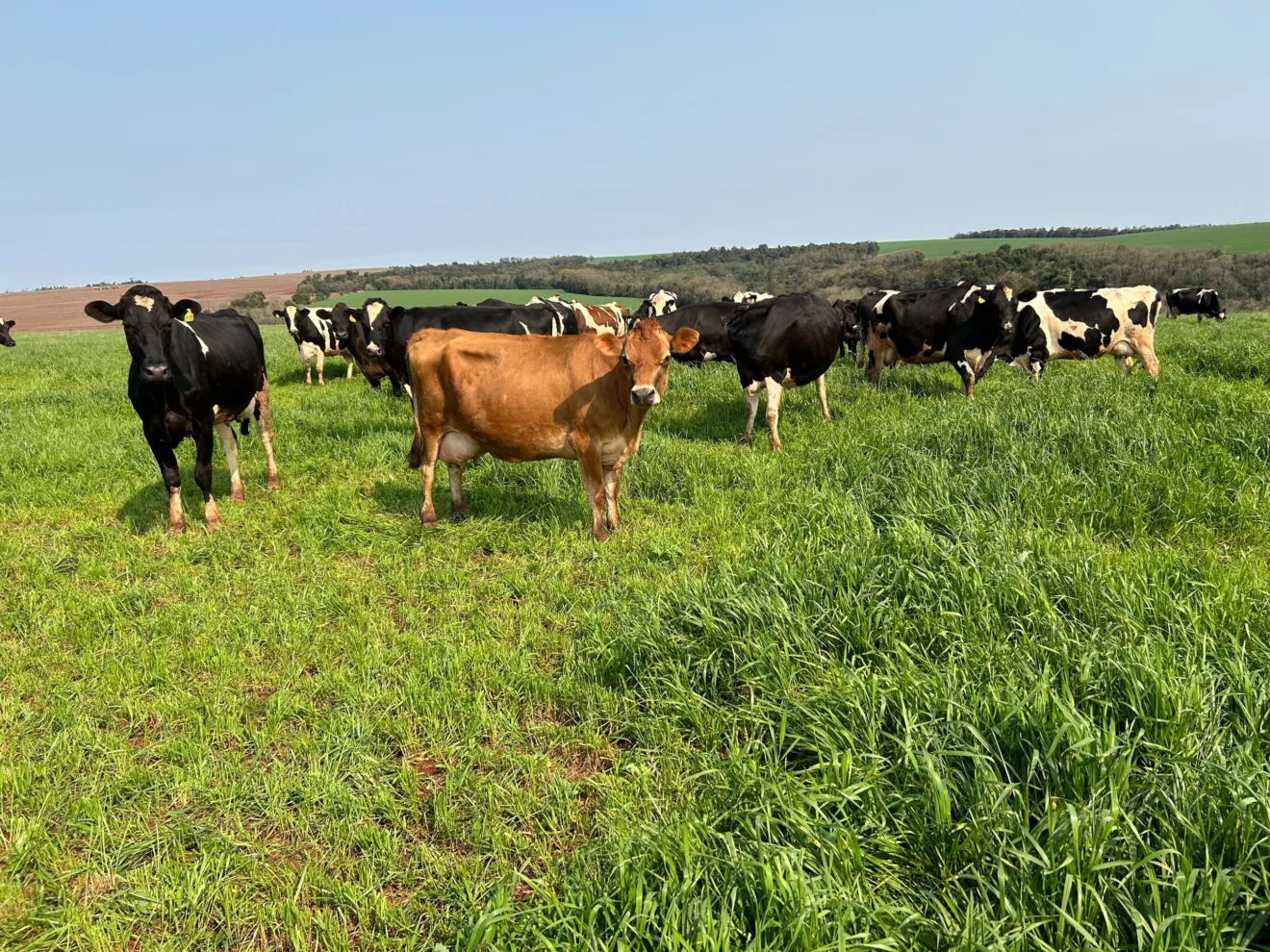 Foto de vacas leiteiras em pastagens.