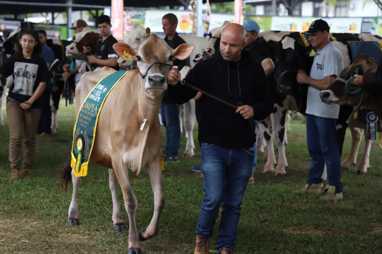 Foto de homem desfilando com uma vaca que usa um faixa de campeã.