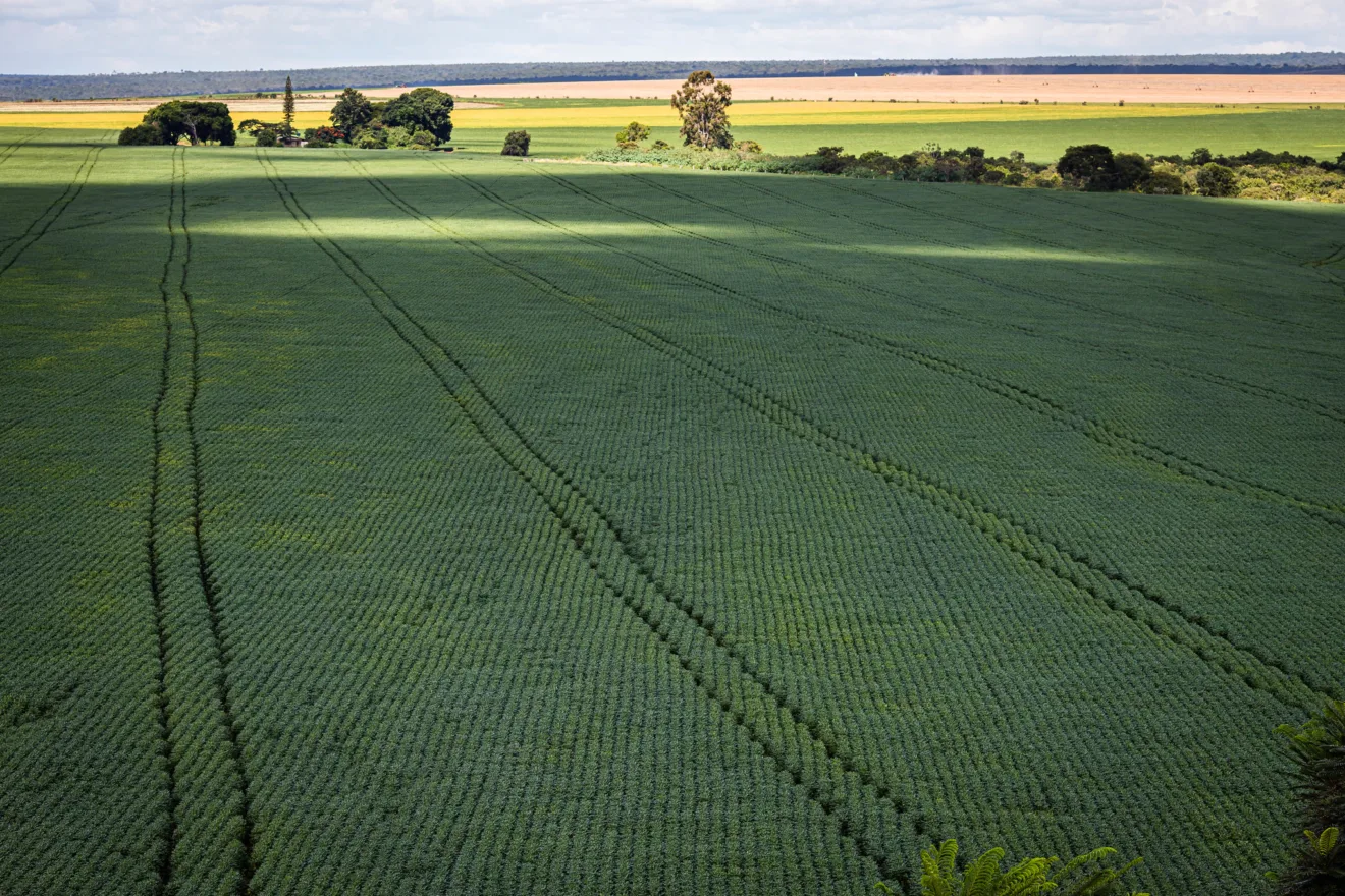 Foto de área extensa de plantação de soja.