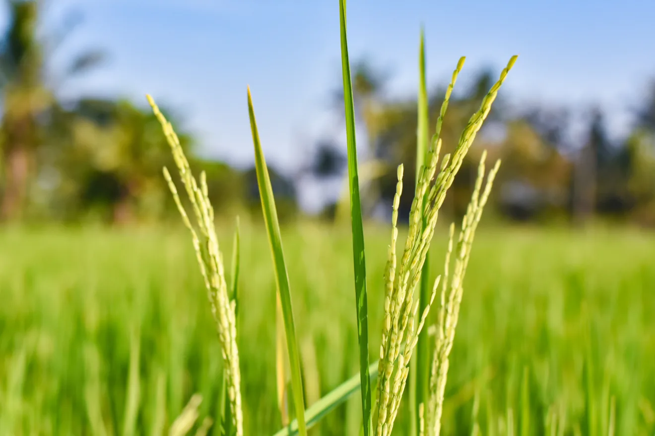 Foto focada em espigas de arroz verdes em lavoura.