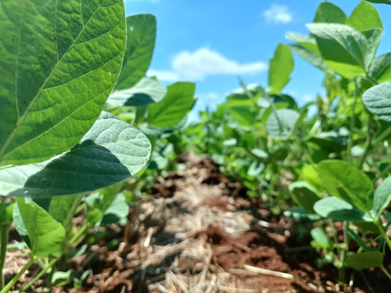 Foto de plantas pequenas de soja.