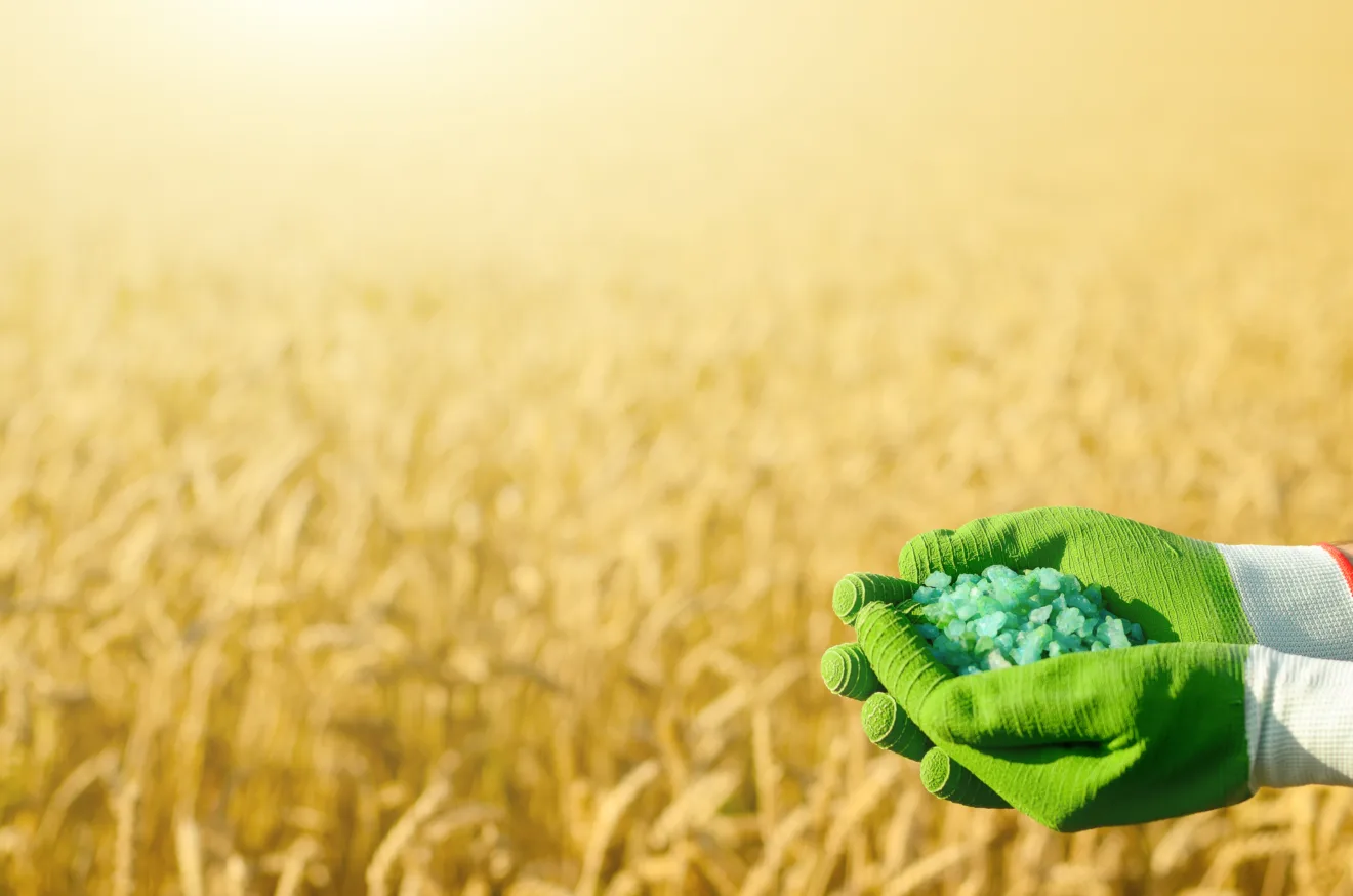 Agricultor segura fertilizantes nas mãos com campo de trigo ao fundo.