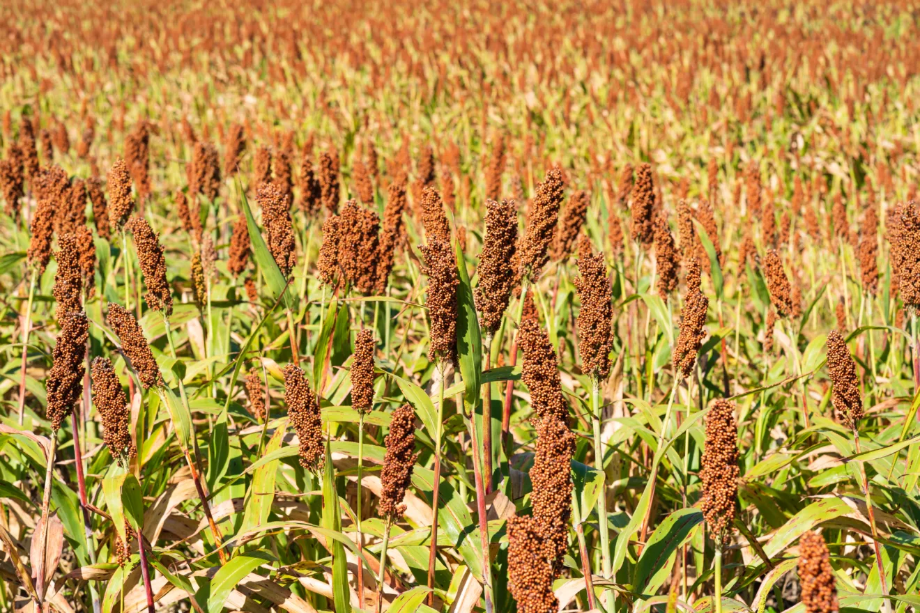 Sorgo, uma importante cultura de cereais no campo para fazer mingaus, assar pão ou fazer cerveja