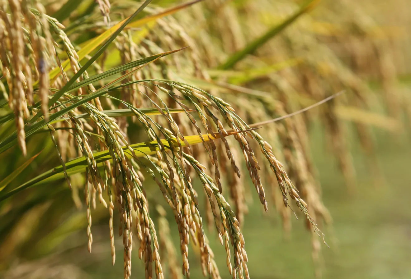 Foto de espigas de arroz.