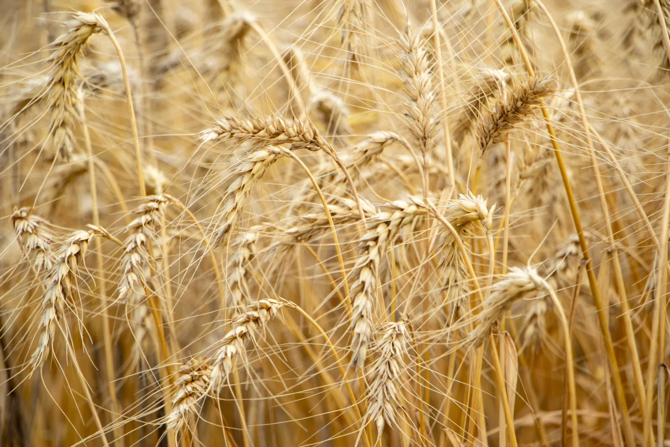 Foto de lavoura de trigo pronta para colheita.