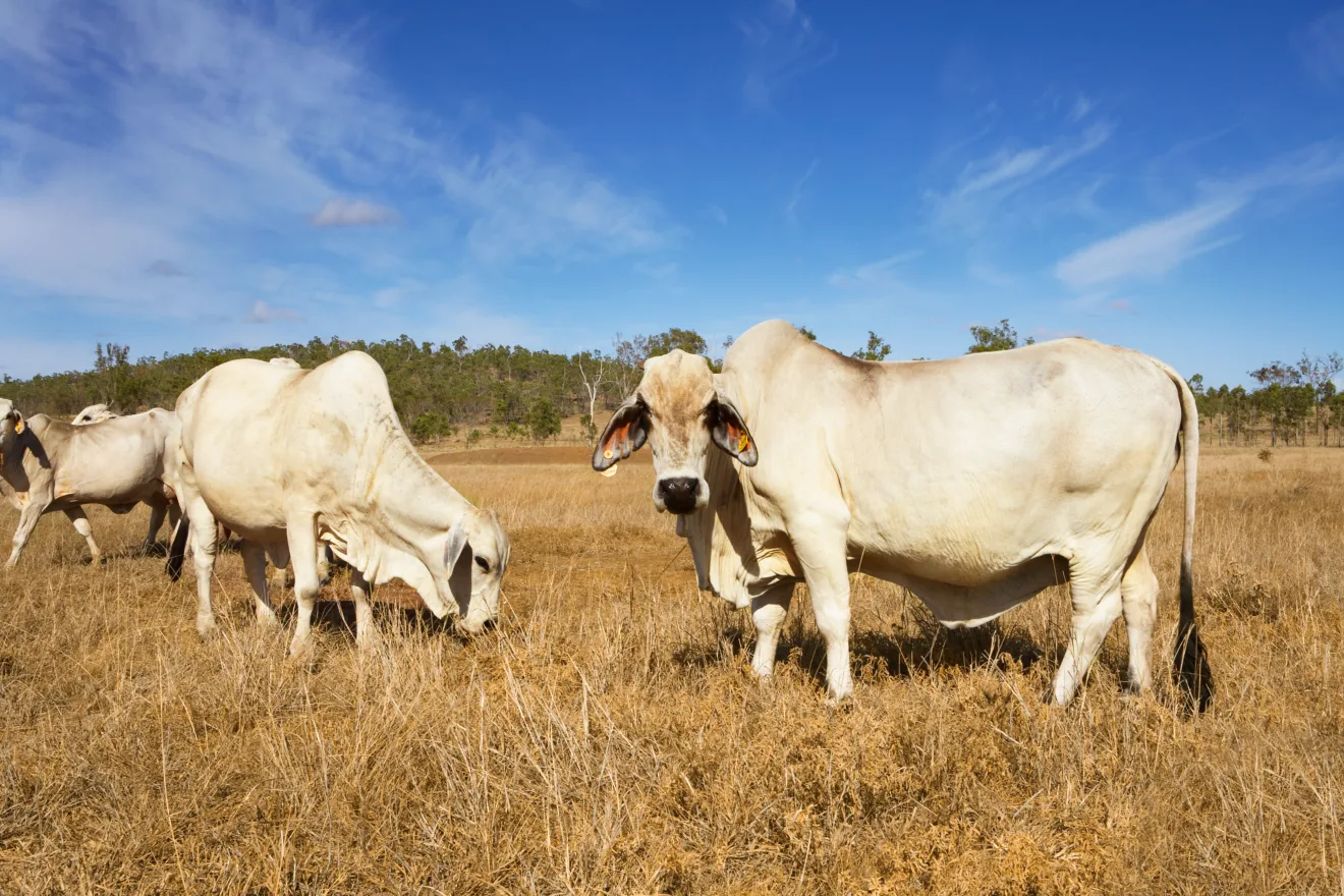 Foto de vacas brancas e grandes em pastagem.