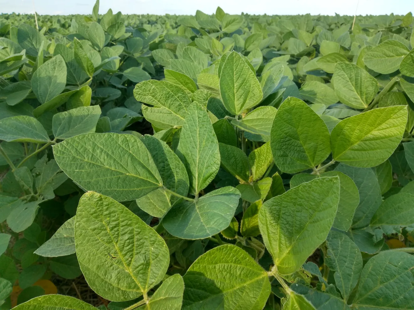 Foto de plantas de soja em lavoura.