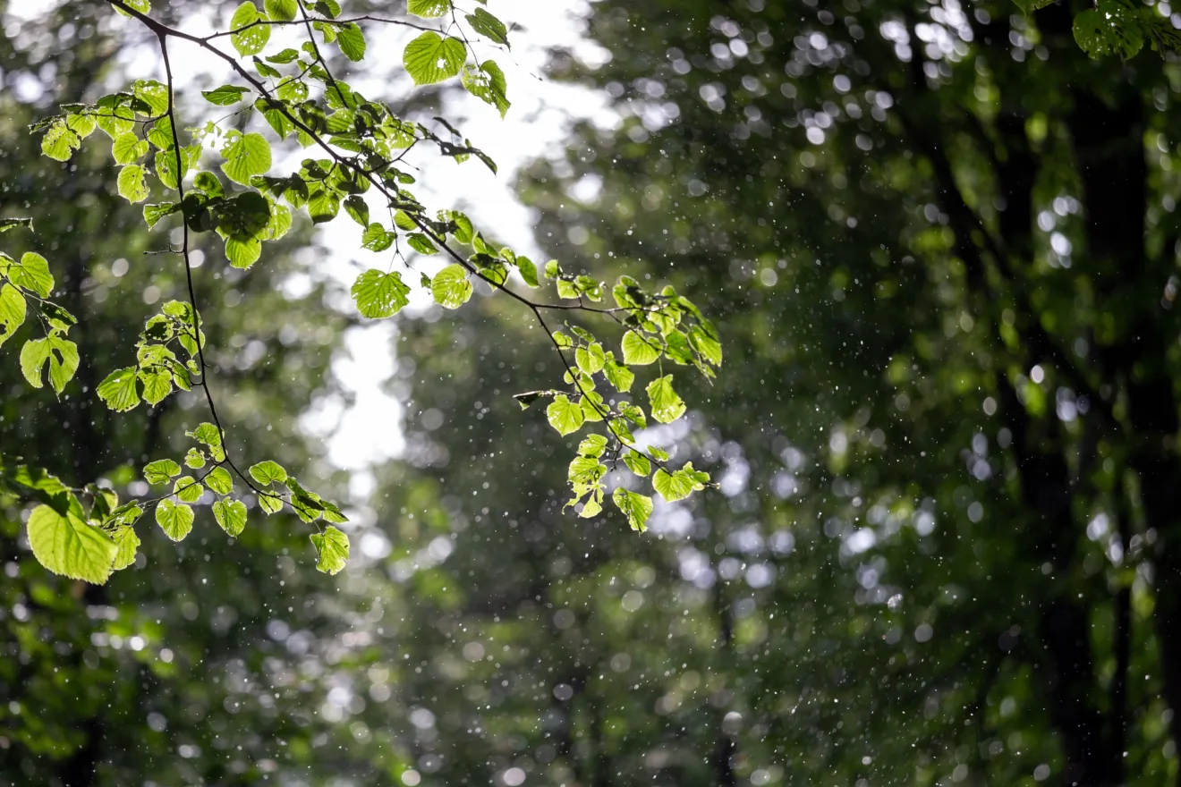 Foto de galhos de árvore sob chuva.