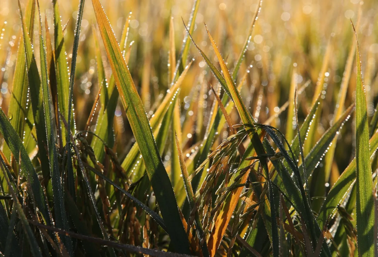 Foto de lavoura de arroz com folhas molhadas.