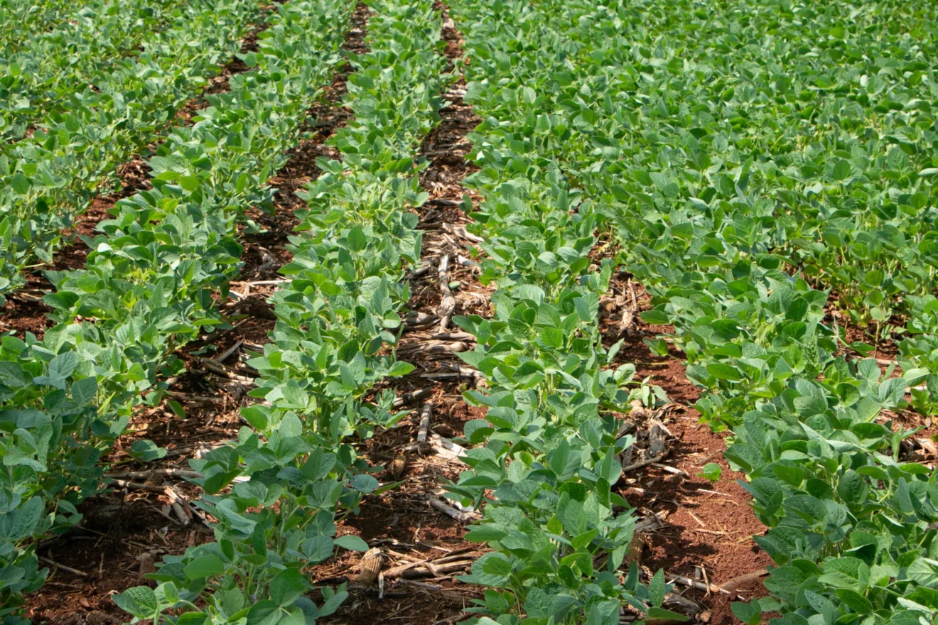 Foto de lavoura de soja.