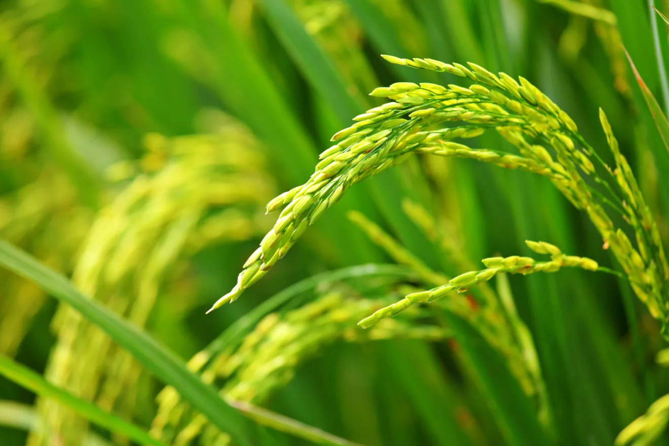 Foto de espiga de arroz verde em lavoura.