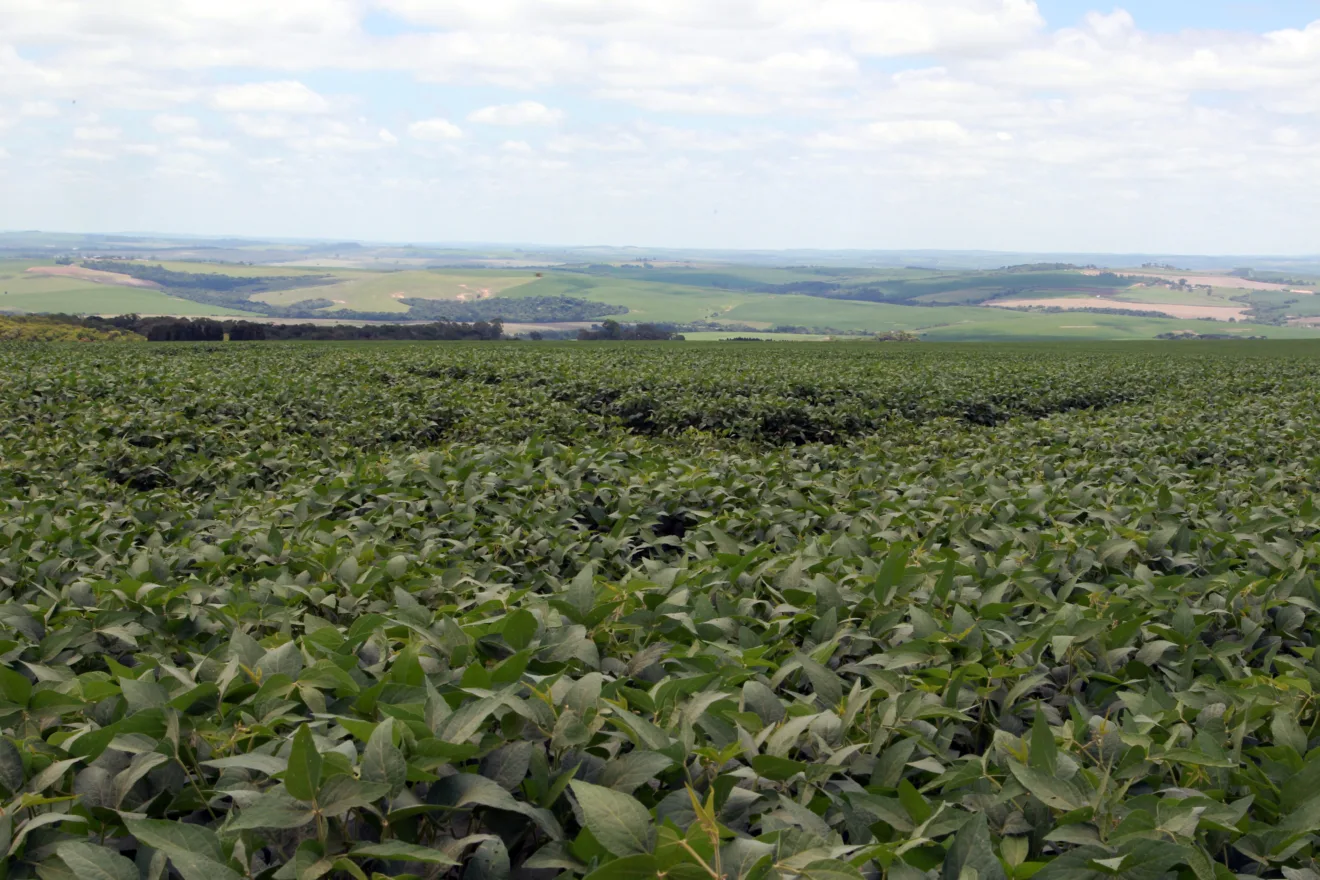 Foto de lavoura de soja.