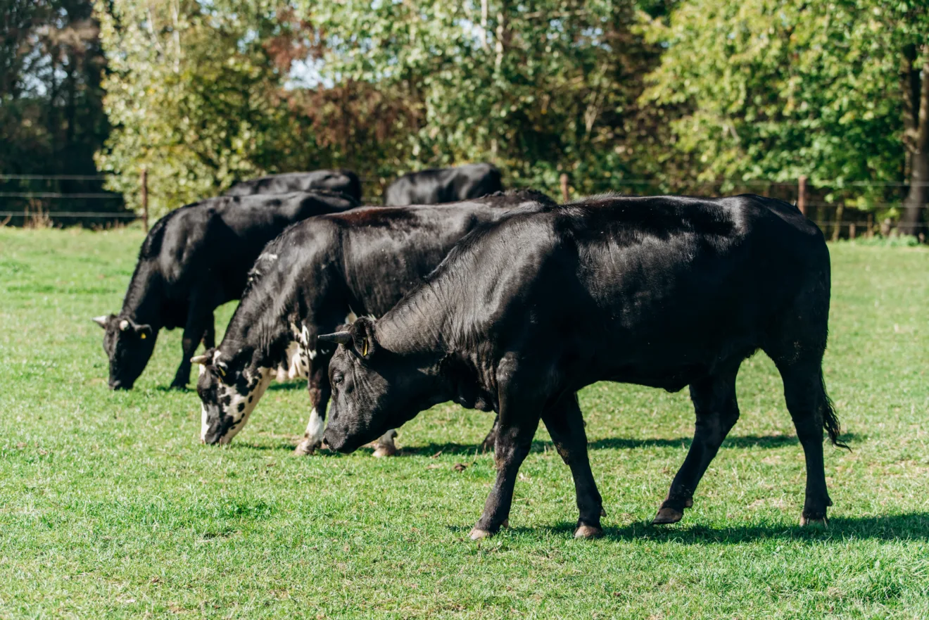 As vacas pastam perto da floresta na grama verde.
