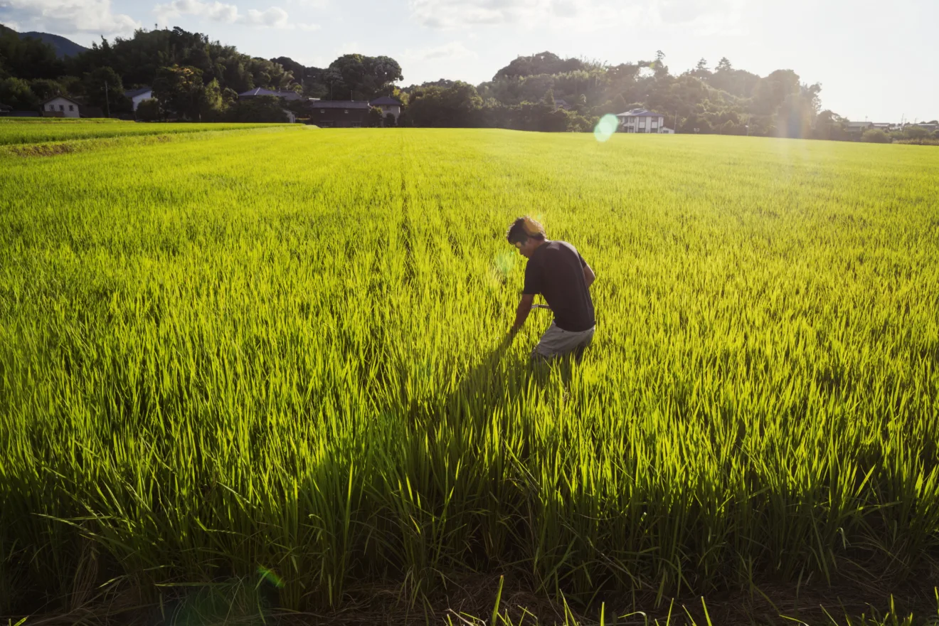 Um agricultor de arroz em pé em um campo de plantações verdes, um arrozal com brotos verdes exuberantes.