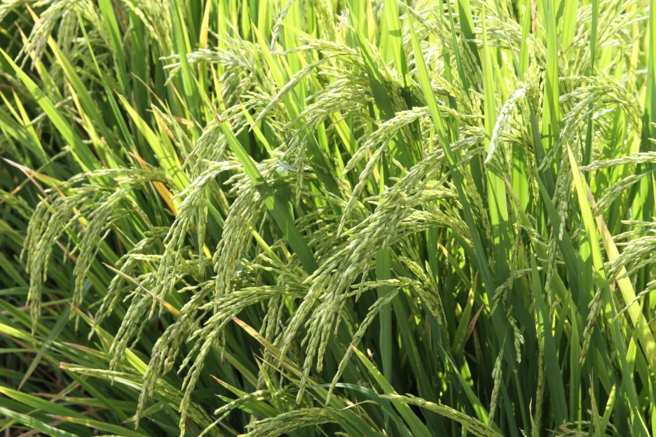 Lavoura de arroz.