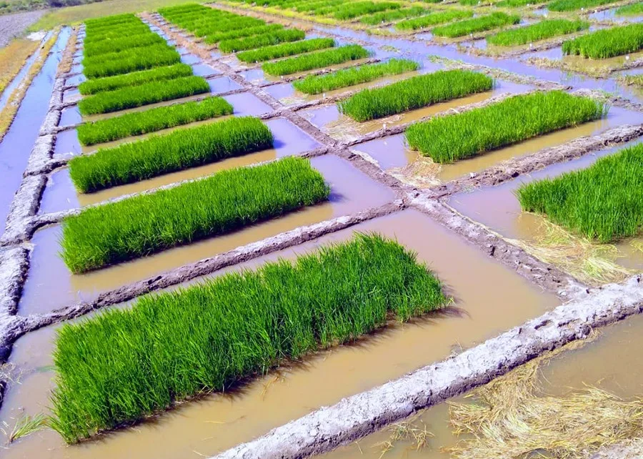 Foto de arroz irrigado.