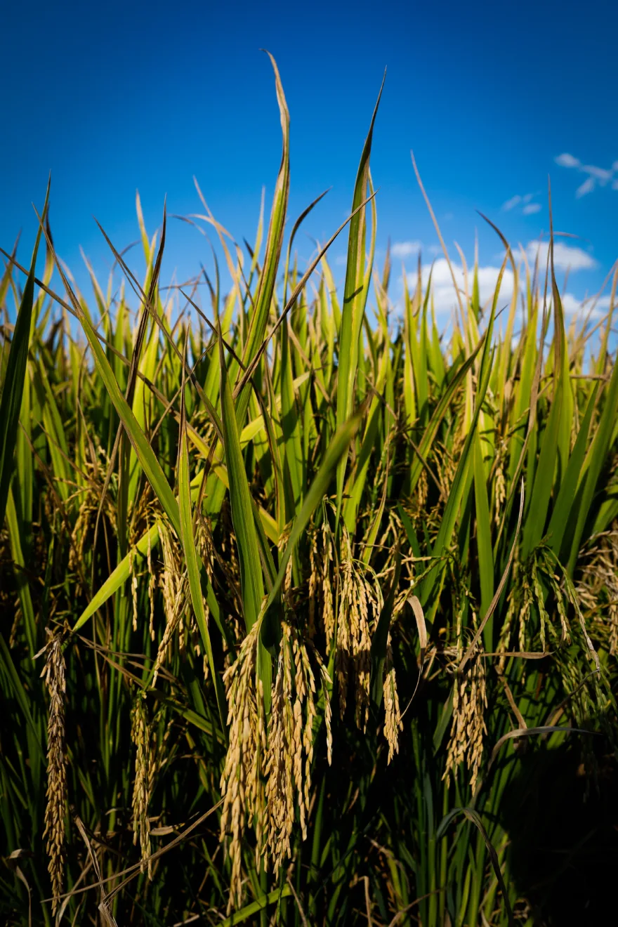 Foto da lavoura de arroz.