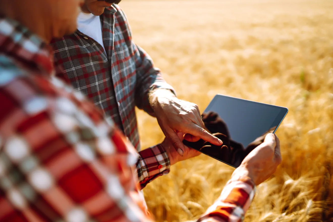 Agricultores em um campo de trigo dourado com um tablet nas mãos.