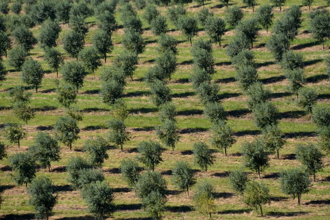 Oliveiras no campo.
