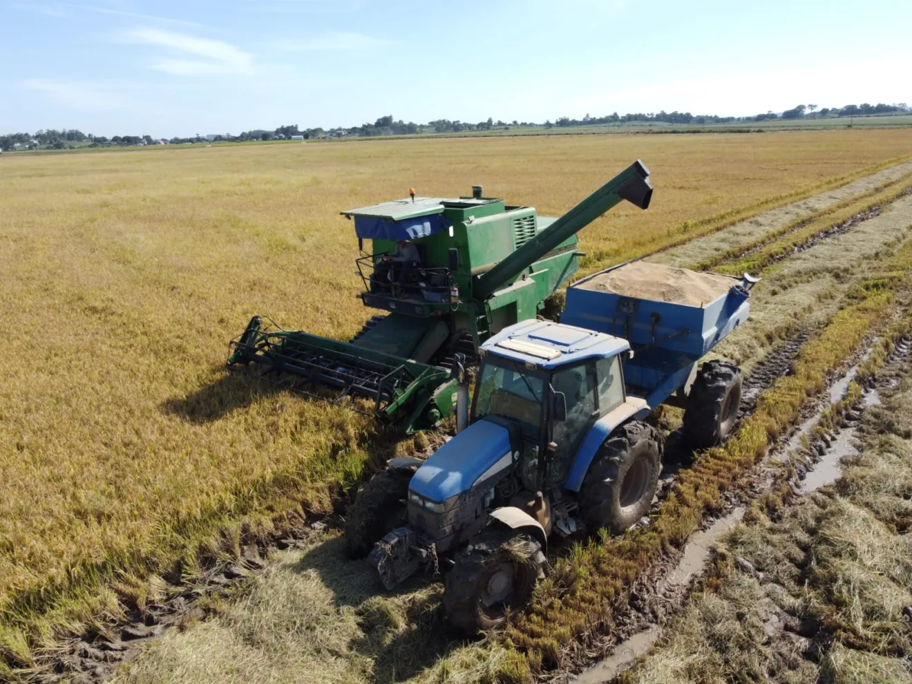 Colheitadeira descarregando arroz.