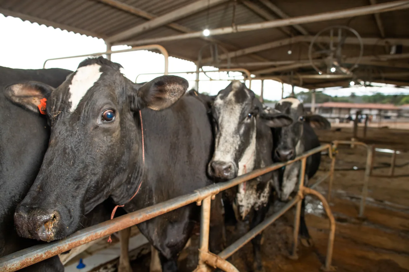 Vacas pretas.