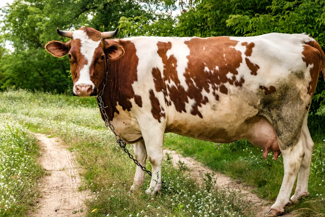 Vaca vermelha e branca no campo perto da trilha.