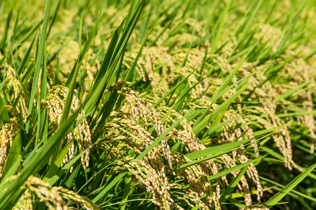 Plantas de arroz na lavoura.