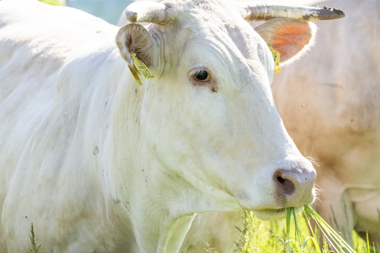 Vaca branca comendo grama em um campo iluminado pelo sol.