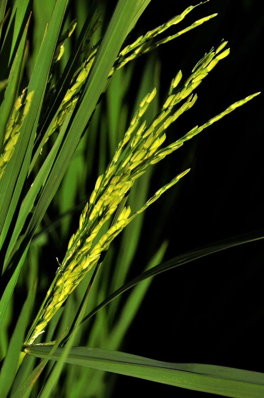 Foto de uma planta de arroz.